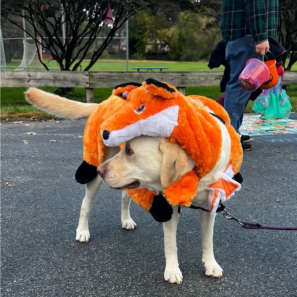 Plush Fox Costume for XXL Dog by Spooky Night - Picture 4 of 11